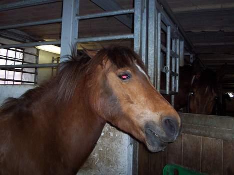 Anden særlig race Felix *SOLGT* - En smule gnaven .?  billede 5