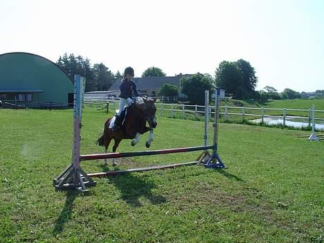 Anden særlig race | Cool Spot *Solgt* - *12* Min lillesøster Katja springer på hende til et klubstævne hvor hun startede LD! Foto: Min mor billede 12