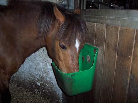 Anden særlig race Felix *SOLGT* - Felix midt i det han elsker allermest :D billede 8