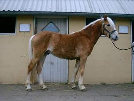 Haflinger Arion - Arion med vinterpels 3 år hingst endnu. (Foto: Stutteri Åtte) billede 5