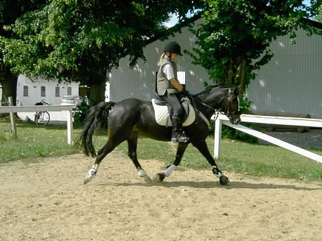 Welsh Pony (sec B) Nedergaards Milano *Død* - Milano<´33 billede 1