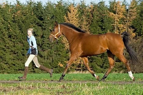 Arabisk fuldblod (OX) SR Iksina OX(foræret væk) - bare ignorer mig ik...?! ;P          foto: palle r 06 billede 2