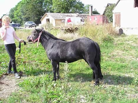 Shetlænder Rikke  - er hun ikk bare smuk... billede 1