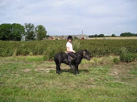 Shetlænder Rikke  - her er vi så og hun står stille.. :-) billede 2