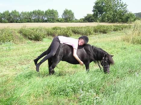 Shetlænder Rikke  - man kan gøre atl bare hun græs..! billede 3