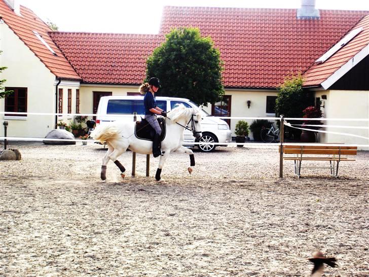 Irsk Sportspony Idom Aadahls Quickstep - Nanna rider Quick<3 billede 7