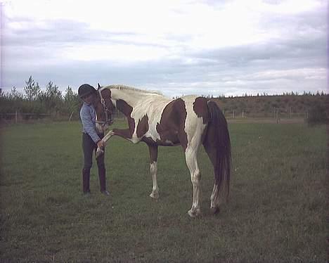 Pinto Araber Tequila *Solgt - Pænt goddag ;D billede 16