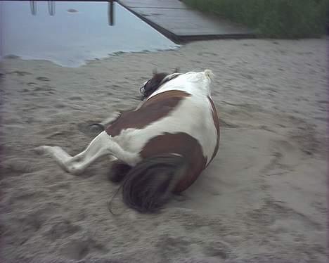 Pinto Araber Tequila *Solgt billede 19