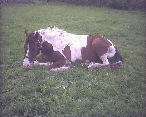 Pinto Araber Tequila *Solgt billede 20