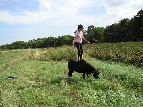 Shetlænder Rikke  - så stå vi lige lidt.. billede 4