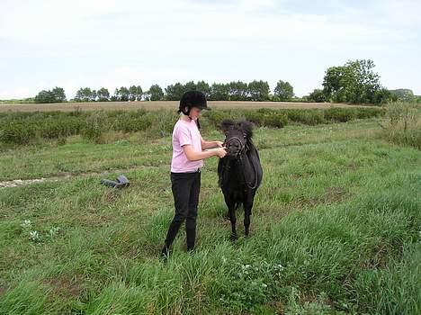 Shetlænder Rikke  - hun drikker af flaske billede 5