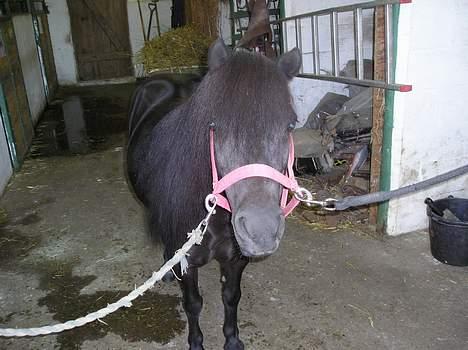 Shetlænder Rikke  - min lille skat.. billede 6