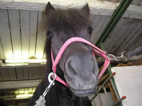 Shetlænder Rikke  - hehe billede 7