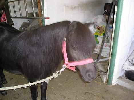 Shetlænder Rikke  - :-) billede 8