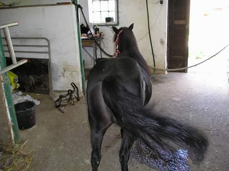 Shetlænder Rikke  - bagfra...hihi billede 9