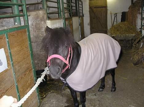 Shetlænder Rikke  - med dækken...  billede 10