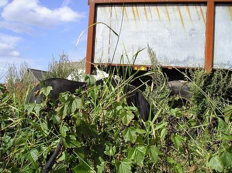 Shetlænder Rikke  - vi leger gemme, i kan da ikk se hvor hun er? billede 11