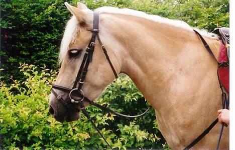 Tyroler Haflinger Raika billede 15