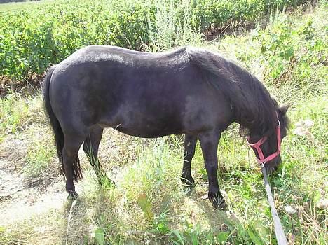 Shetlænder Rikke  - er hun ikke smuk... billede 12