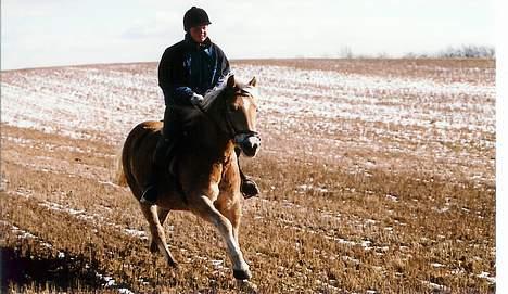 Tyroler Haflinger Raika billede 16