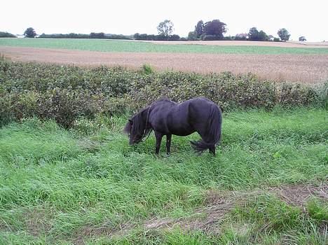 Shetlænder Rikke  - min tøs.. billede 13