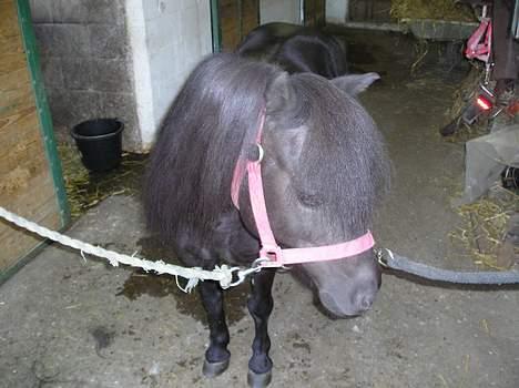 Shetlænder Rikke  billede 14