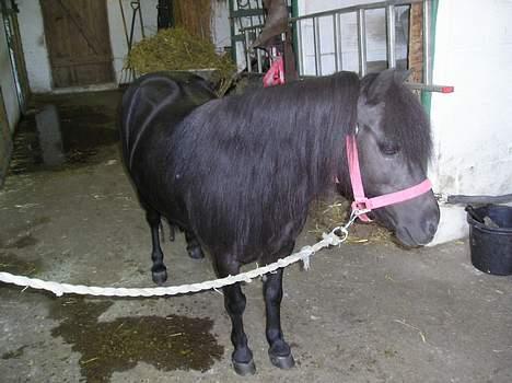 Shetlænder Rikke  - smuk og smuk billede 15