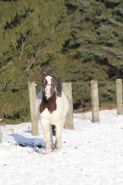 Shetlænder Prins Ludwig (solgt) billede 12
