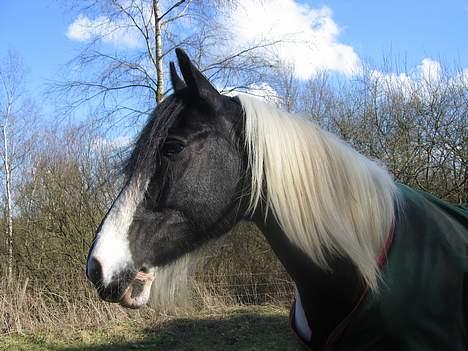 Tinker Følfods Shaine billede 12