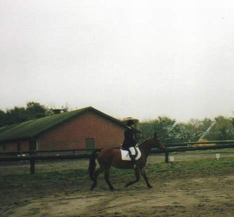 Anden særlig race Tasiba - Skråt igennem billede 10