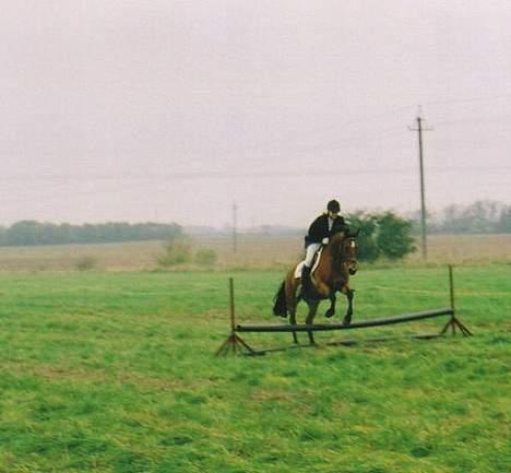 Anden særlig race Tasiba - Et andet stævne på Lindegården på Tasiba.. Her opvarmer jeg inden jeg skal ind for at springe en klasse.. billede 11