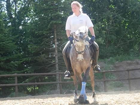 Sportsaraber (A) T.A. Madir billede 17