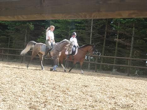 Sportsaraber (A) T.A. Madir billede 19