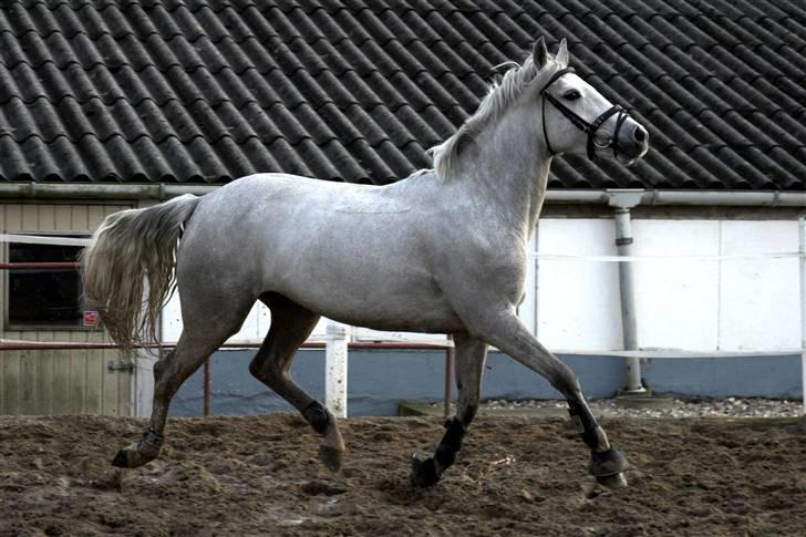 Connemara Carramaya/ grå - Carramaya, trav :p billede 7