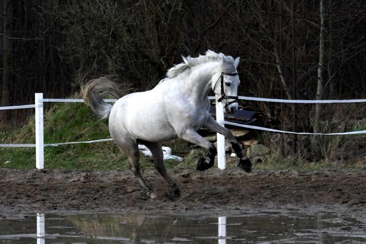 Connemara Carramaya/ grå - Supervild :P billede 9