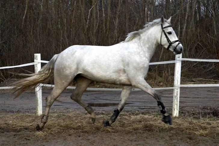 Connemara Carramaya/ grå - Trav :} billede 12