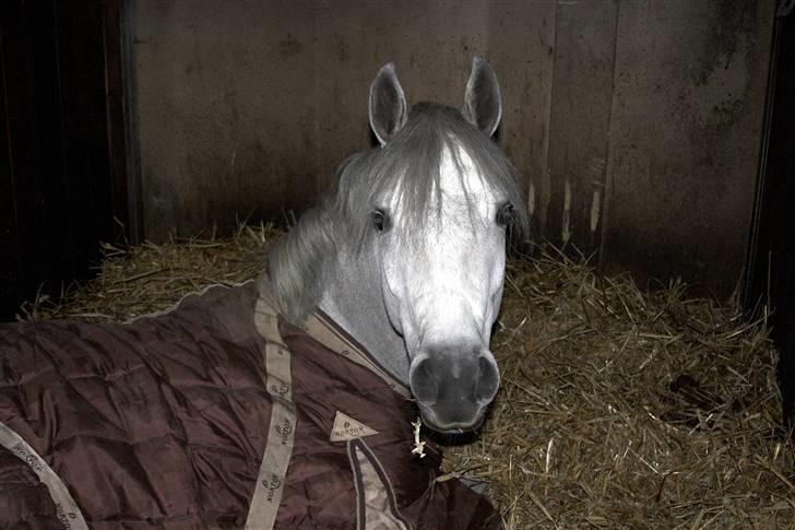 Connemara Carramaya/ grå - nåår, ponyen er blevet træt <33 billede 13