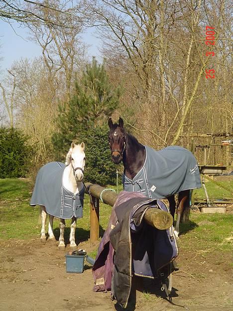 Anden særlig race IL TEMPO GIGANTE solgt billede 2