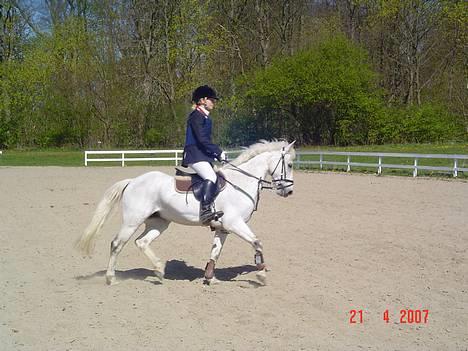 Anden særlig race IL TEMPO GIGANTE solgt - da vi var ude og prøve ham, det første spring. billede 3