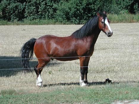 Irsk Sportspony Mr. Glen R.I.P. - Mr. glen hjemme på fold sommeren 2006. billede 8