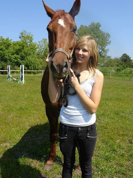 Dansk Varmblod Fedor <3 billede 19