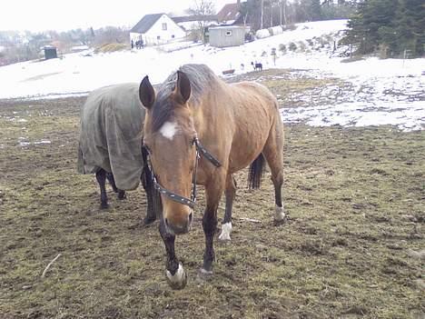 Dansk Varmblod Sognegårdens Valinda - billede af valle fra vinteren 2006 :) billede 7