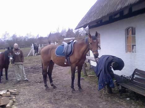 Dansk Varmblod Sognegårdens Valinda - lige et sadle op billede fra foråret 2006 :) billede 8