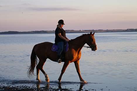 Frederiksborg Elstedsgårds Cavallo billede 6