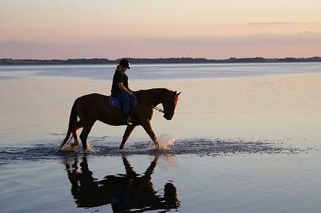 Frederiksborg Elstedsgårds Cavallo billede 7