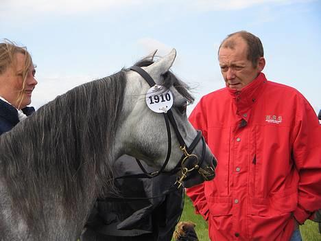 Welsh Pony (sec B) Lyngvejens Kikki <´3 *Solgt* -  (10)  Smukke mig (og min ejers far til højre) billede 10
