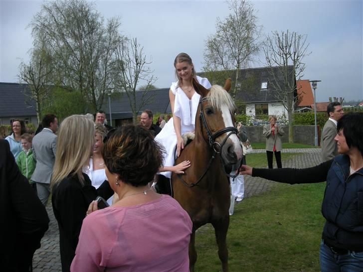 Welsh Cob (sec D) Mondetgårds Lady Duchess - 9.  Fra min konfi. d. 4/5.2008, havde ikk regnet med at hun kom. hun var den eneste hest på pladsen, mellem alle de mennesker, så så står hun bare som om det var på folden der hjemme ;D elsker dig helt vildt min sødeste bby. LL´ 2008 billede 6