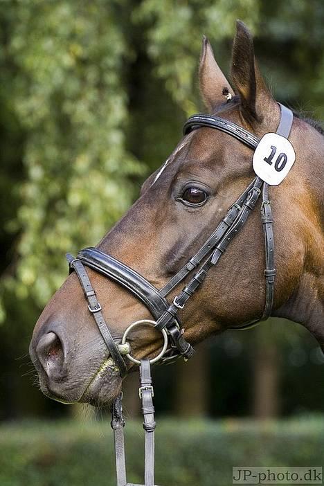 Trakehner Wingman Solgt billede 10