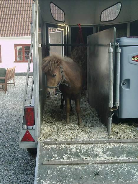 Shetlænder Lillegaard's Fugy - "skal vi ikke ud at køre?" billede 11