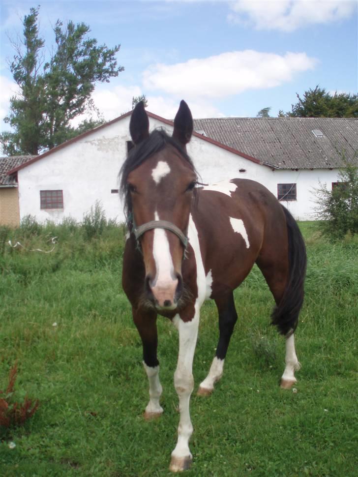 Pinto Korshøjs Wholly Cæsar - Cæsar på fold billede 2